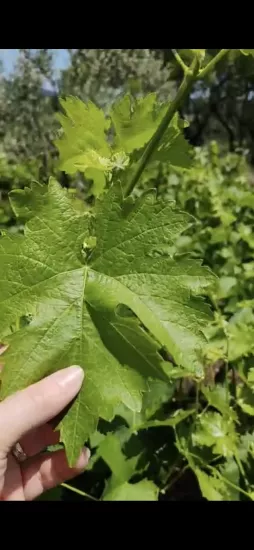 KAZDAĞLARININ ETEKLERİNDEN  DOĞAL